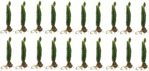 Cloud Farm Dragon Tree