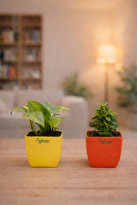 UPVAN Money Plant, Jade Plant