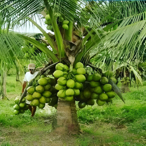 ऑक्सिफ्लोरा नारियल का पौधा पौधा