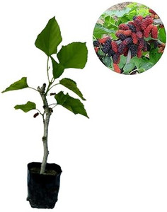 AloGardening Shahtoot/Mulberry Plant