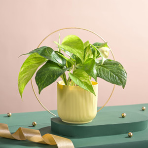 UGAOO Variegated Money Plant