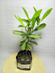HARIGURU All Spice Plant