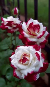 PPSGENTERPRISE Rose Plant