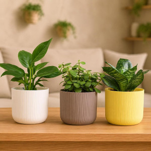 UGAOO Jade Plant, Green Sansevieria Snake Plant, Peace Lily Plant