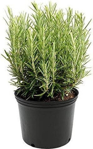 SKDIYA Rosemary Herb Plant