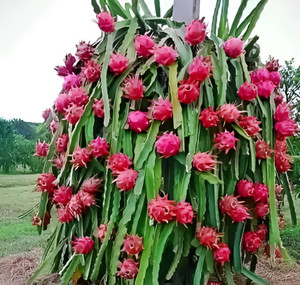 Green view Dragon Tree