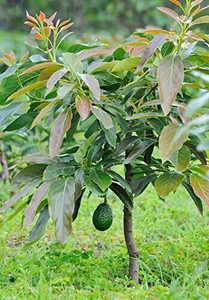 greenhousestore Avocado Plant