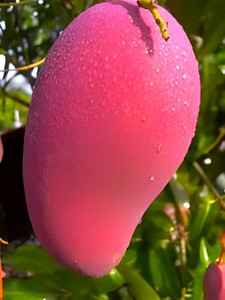 Miyazaki Mango Plant