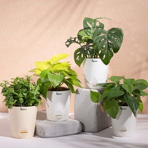 UGAOO Jade Plant, Golden Money Plant, Broken Heart Plant, Green Philodendron Oxycardium Plant