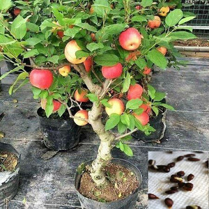 Samarthgreens Apple Plant