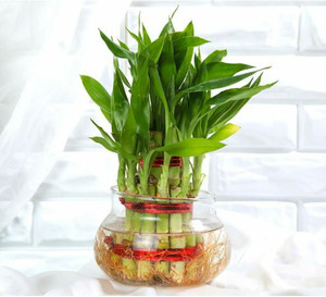Gabbro Two Layer Bamboo Plant