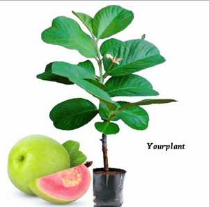 YourPlant Guava Plant