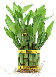PETALFLEUR Two Layer Bamboo Plant