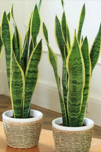SAIQUALES Snake Plant