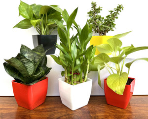 Gabbro Two Layer Bamboo Plant, Money Plant, Golden Money Plant, Jade Plant, Snake Plant