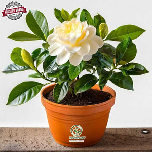 YourPlant Jasmine Plant