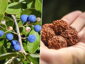Samarthgreens Rudraksha Plant