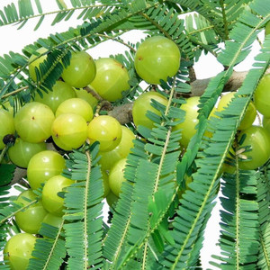 GreenLife Amla Plant