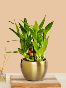 Greenkin Two Layer Bamboo Plant