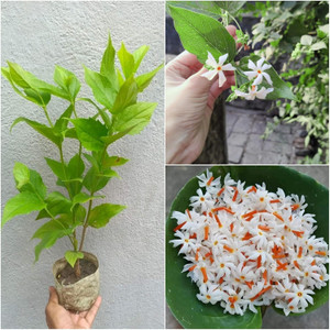 Cloud Farm Parijat/Harsingar Plant