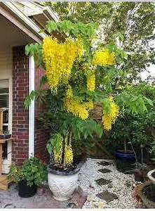 KUMUBON Amaltas Plant