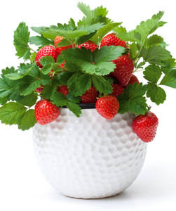 Elanthalir Strawberry Plant