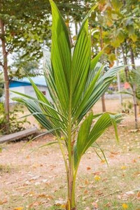 Corofitam Coconut Plant