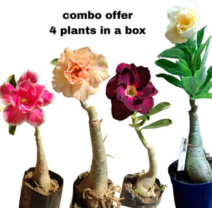 Gogreennursery Adenium Plant