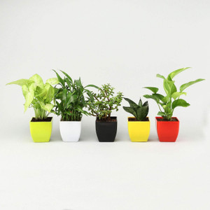 JESAA GREENS Money Plant, Snake Plant, Jade Plant, Bamboo Palm Plant