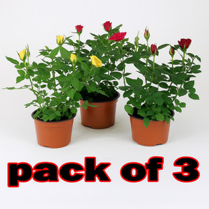 BloomShadow Rose Plant