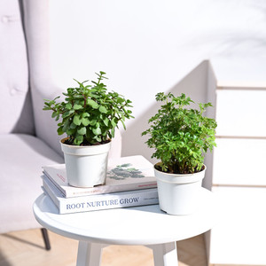 UGAOO Jade Plant, Aralia Plant