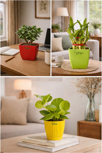 UPVAN Lucky Bamboo Straight Stick, Money Plant, Jade Plant
