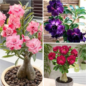fuegoasiss Adenium Plant