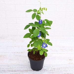 greenhousestore Aparajita/ Butterfly Pea Plant