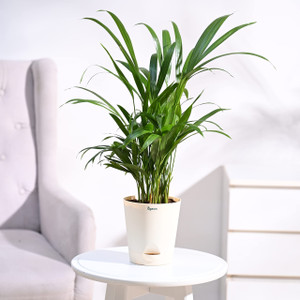 UGAOO Areca Palm