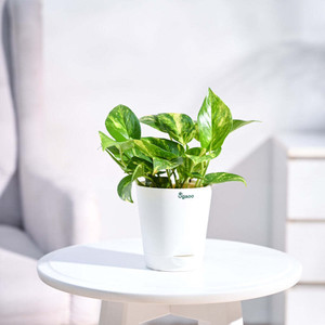 UGAOO Variegated Money Plant