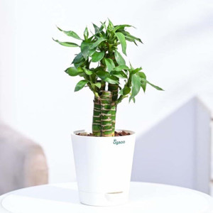 UGAOO Lucky Bamboo Straight Stick