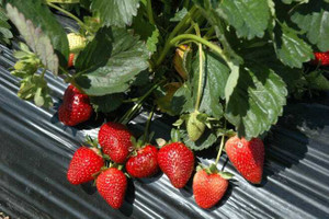 GreenyOn Strawberry Plant