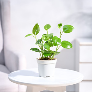 UGAOO Peperomia Green Creeper Plant