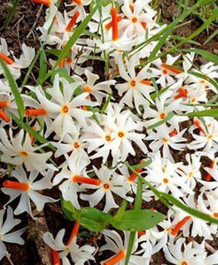 Risenshine Parijat/Harsingar Plant