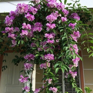 क्लाउड फार्म लार्ज गार्लिक पियर प्लांट पौधा