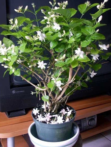 पोढ़े पारिजात / हरसिंगार प्लांट पौधा