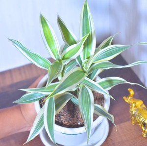 prithavi Variegated Bamboo Plant, Lucky Bamboo Plant Price in India - Buy  prithavi Variegated Bamboo Plant, Lucky Bamboo Plant online at Flipkart.com