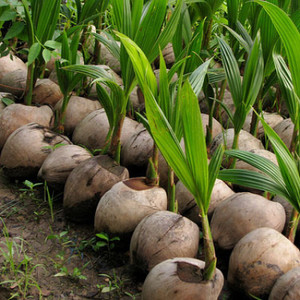 GreenLife Coconut Plant