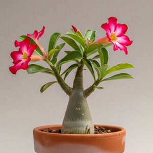 MAZJEOPAS Adenium Plant
