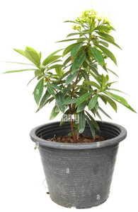 GreenyOn Camphor Plant