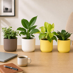 UGAOO Jade Plant, Golden Money Plant, Peace Lily Plant, Green Sansevieria Snake Plant
