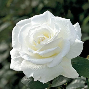 Cloud Farm Rose Plant