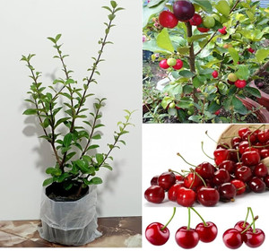 SAIQUALES Cherry Fruit Plant