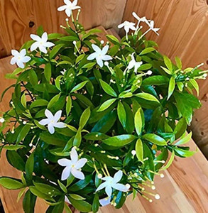 Click to buy Jasmine Plant Price in India - Buy Click to buy